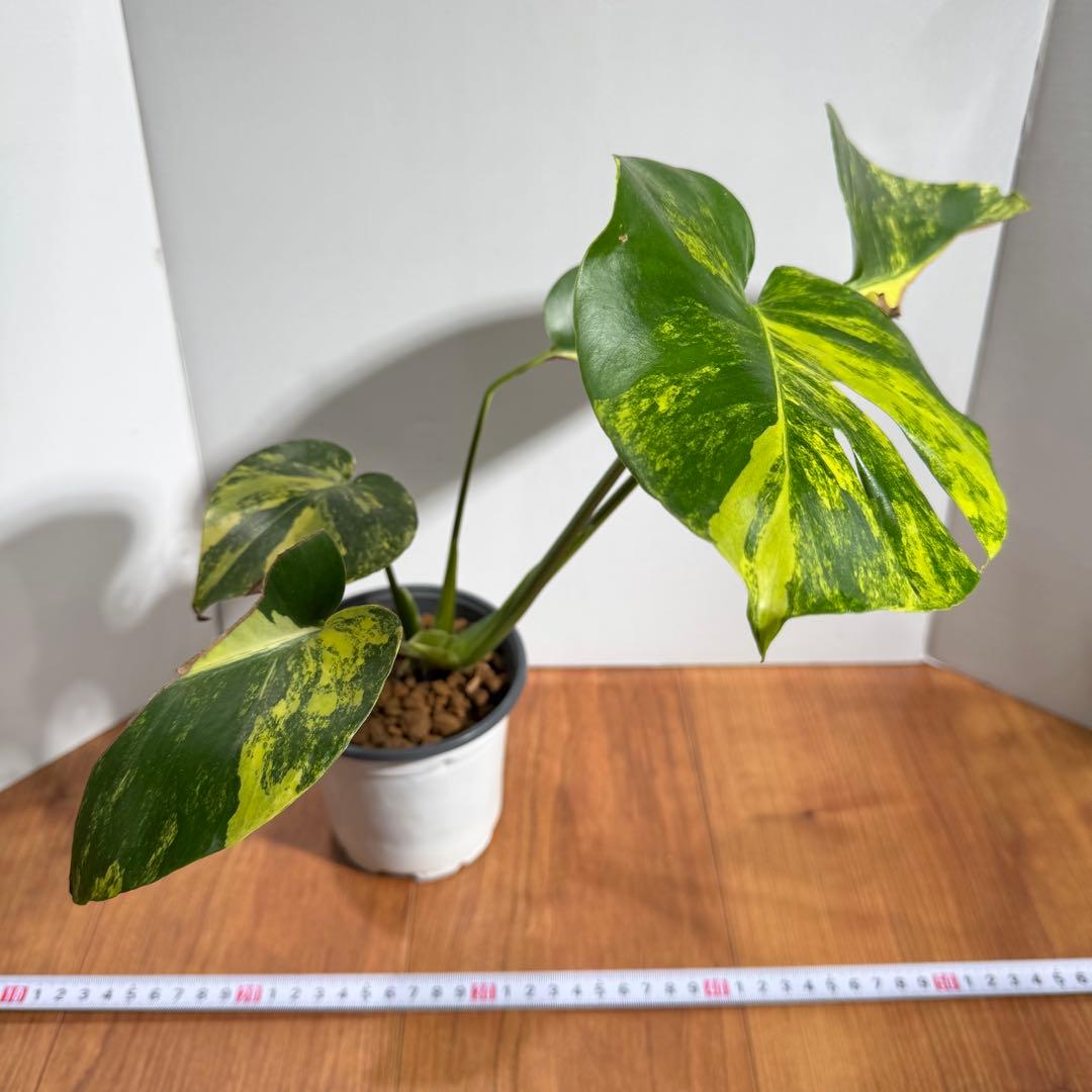 m*a様 美斑　モンステラ　デリシオーサ　イエローマリリン　大