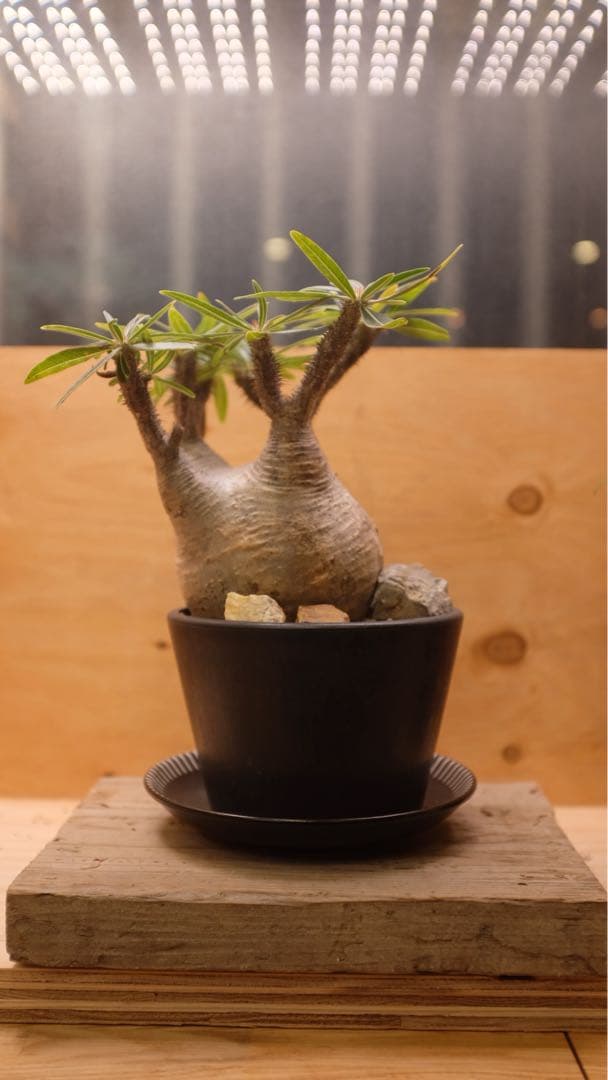 美形 パキポディウム グラキリス①　発根済