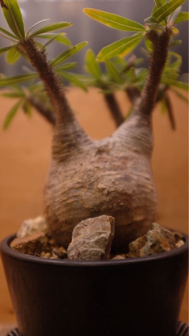 美形 パキポディウム グラキリス①　発根済