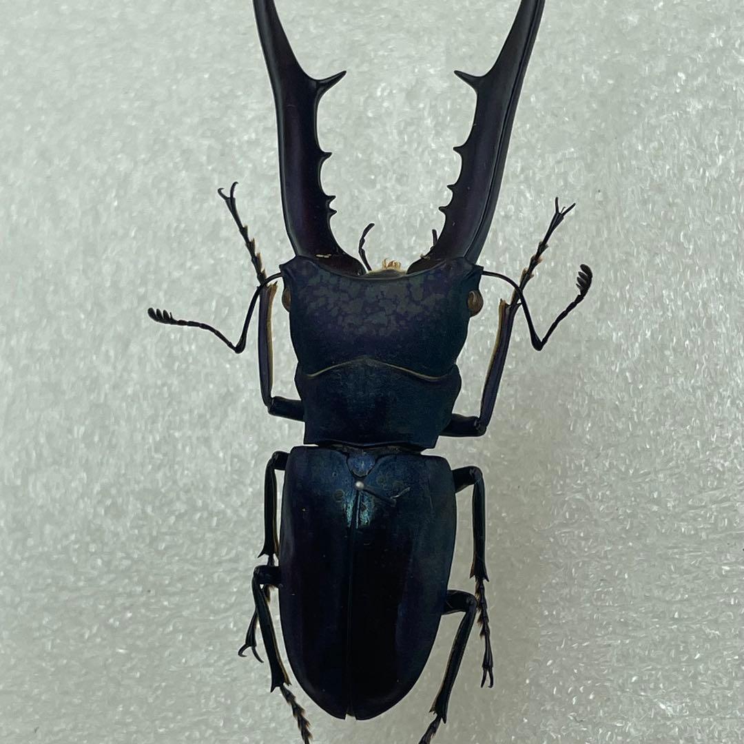 標本　ブルータイプ　メタリフェルクワガタ　♂３頭　WILD