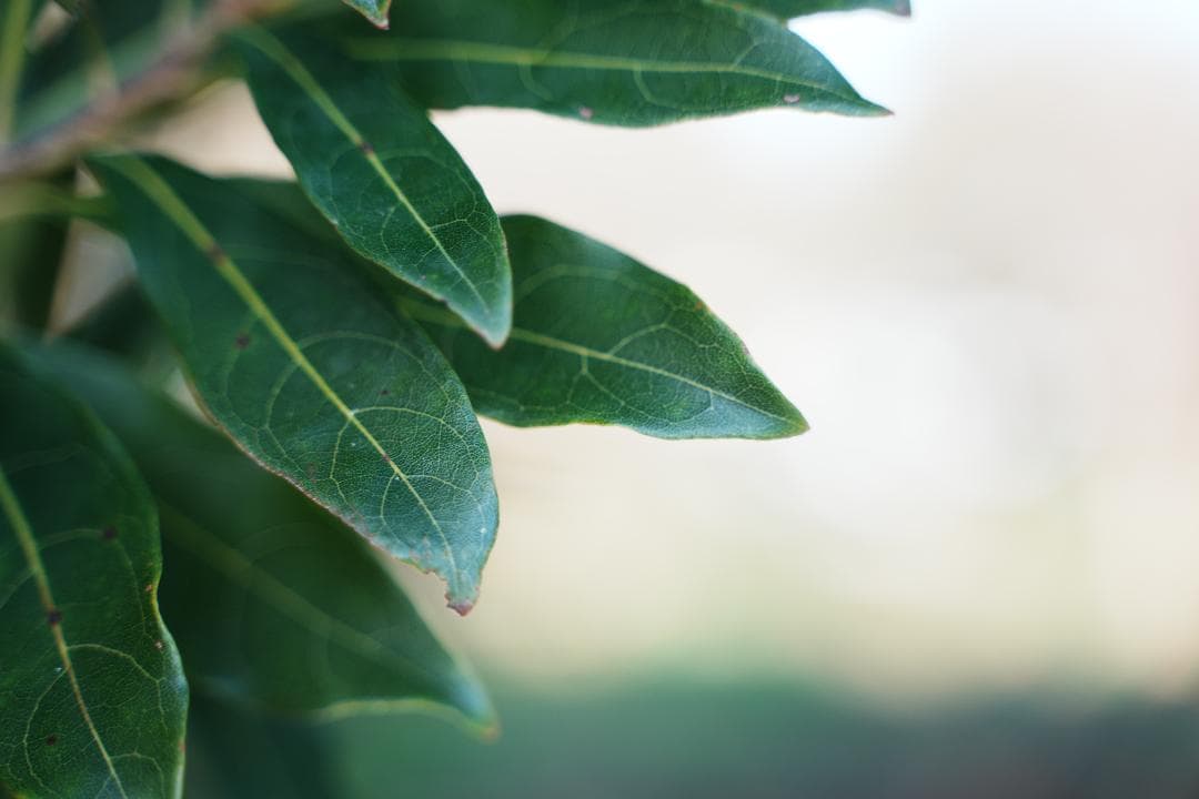 1本で完結 Tamron 28-75mm F2.8 A036 軽量550g