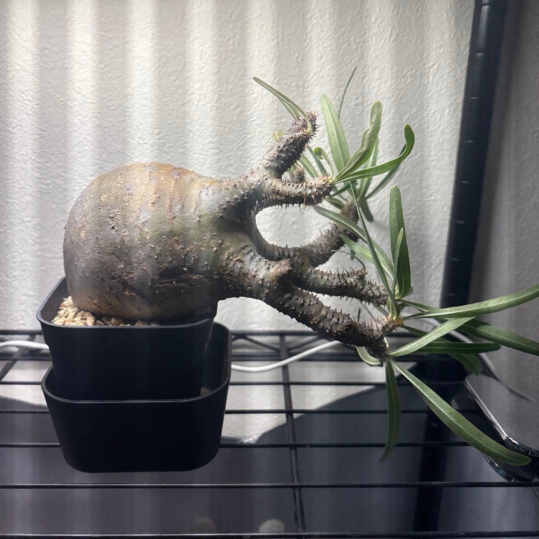 パキポディウム・グラキリス