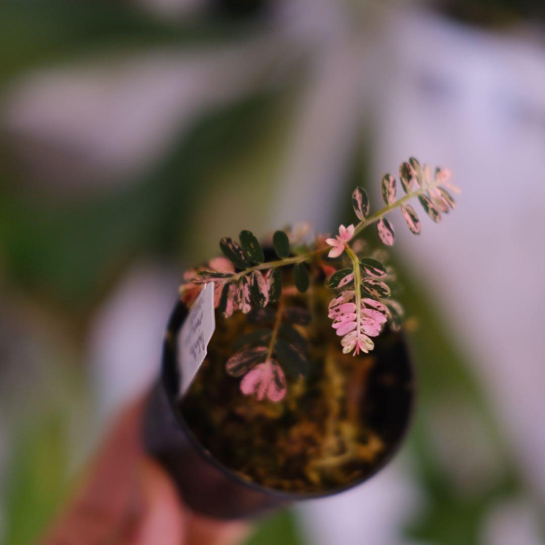 Phyllanthus urinaria Pink｜フィランサス・ウリナリア②