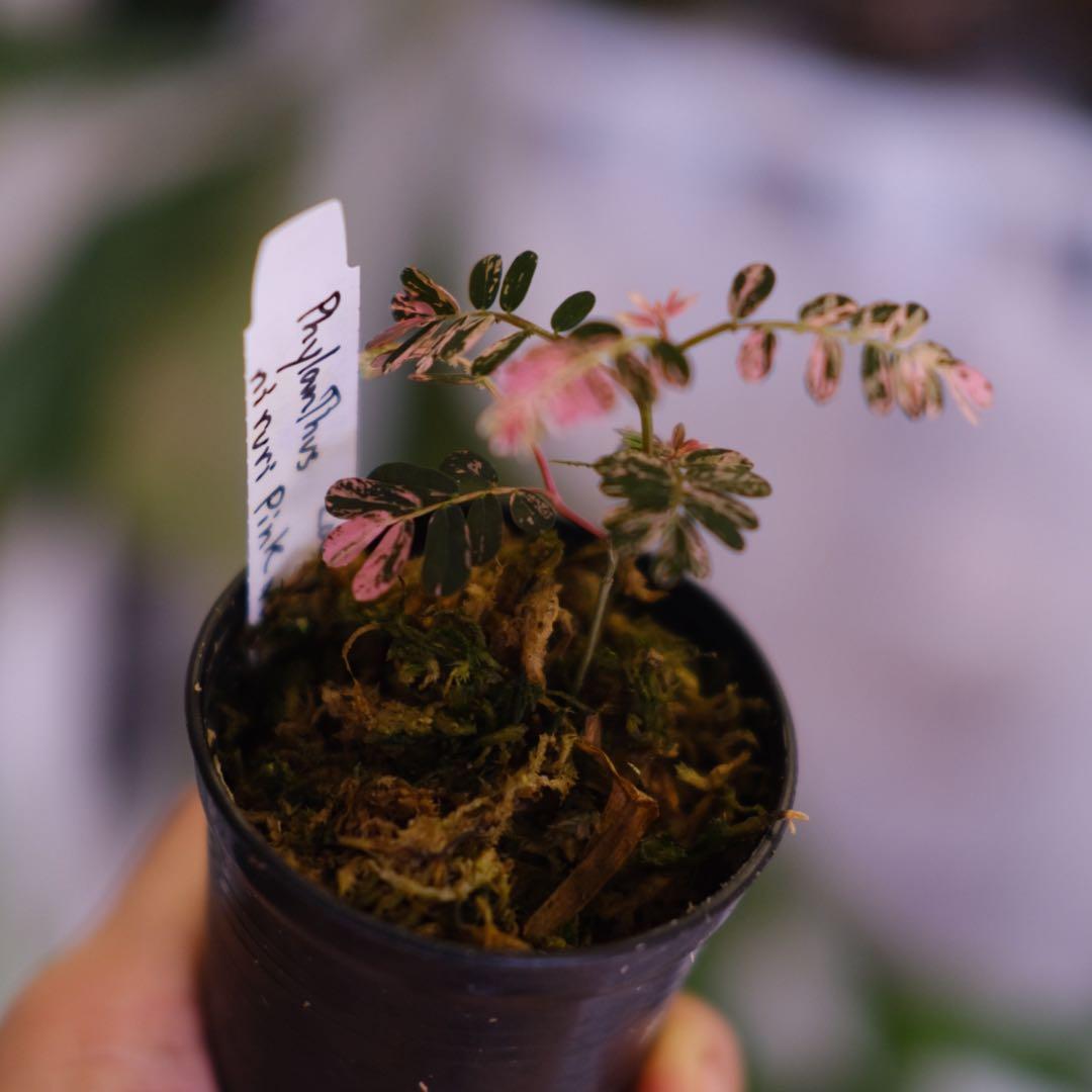 Phyllanthus urinaria Pink｜フィランサス・ウリナリア②
