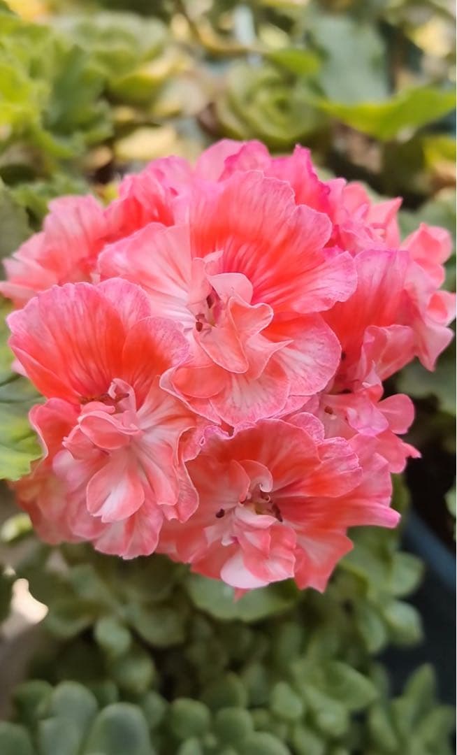 同捆珍しいゼラニウム大苗