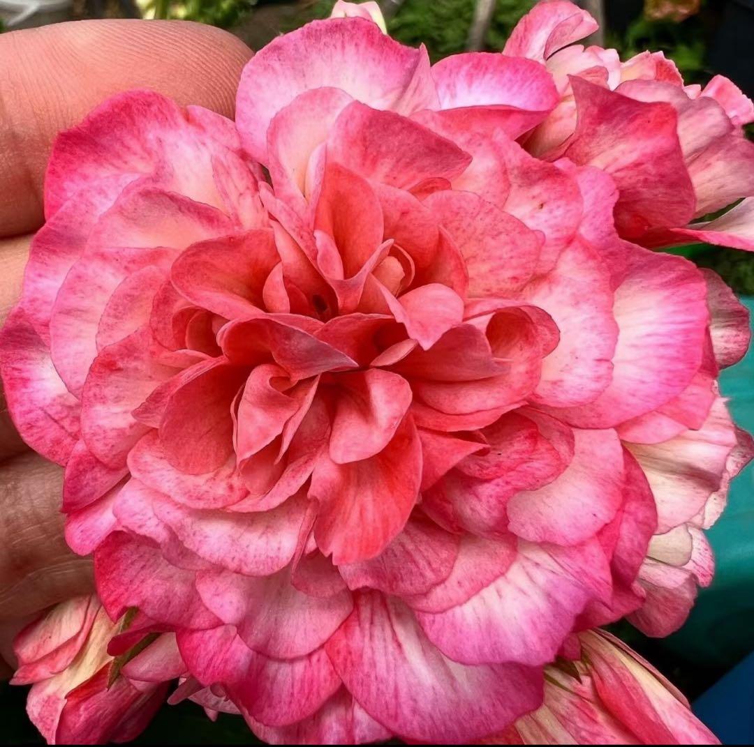 同捆珍しいゼラニウム大苗