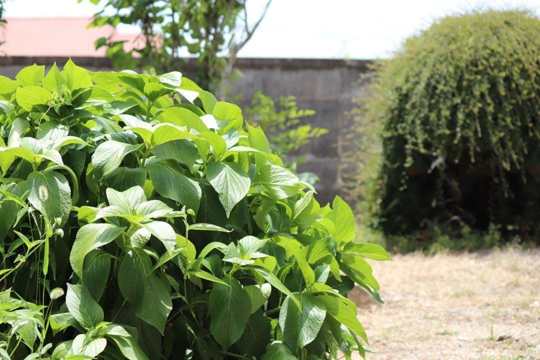 キャノン EF-S 55-250mm IS II★スポーツ撮影にも◎軽量ズーム！