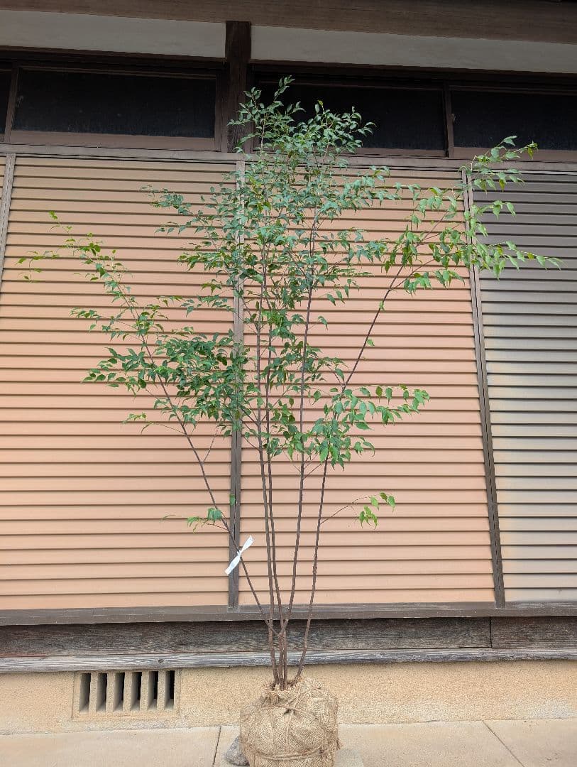 ハイノキ　株立　約1.8m　①