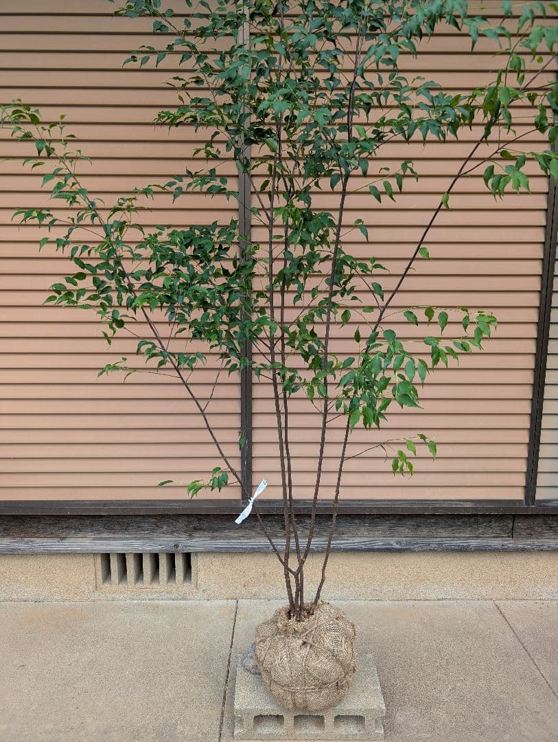 ハイノキ　株立　約1.8m　①