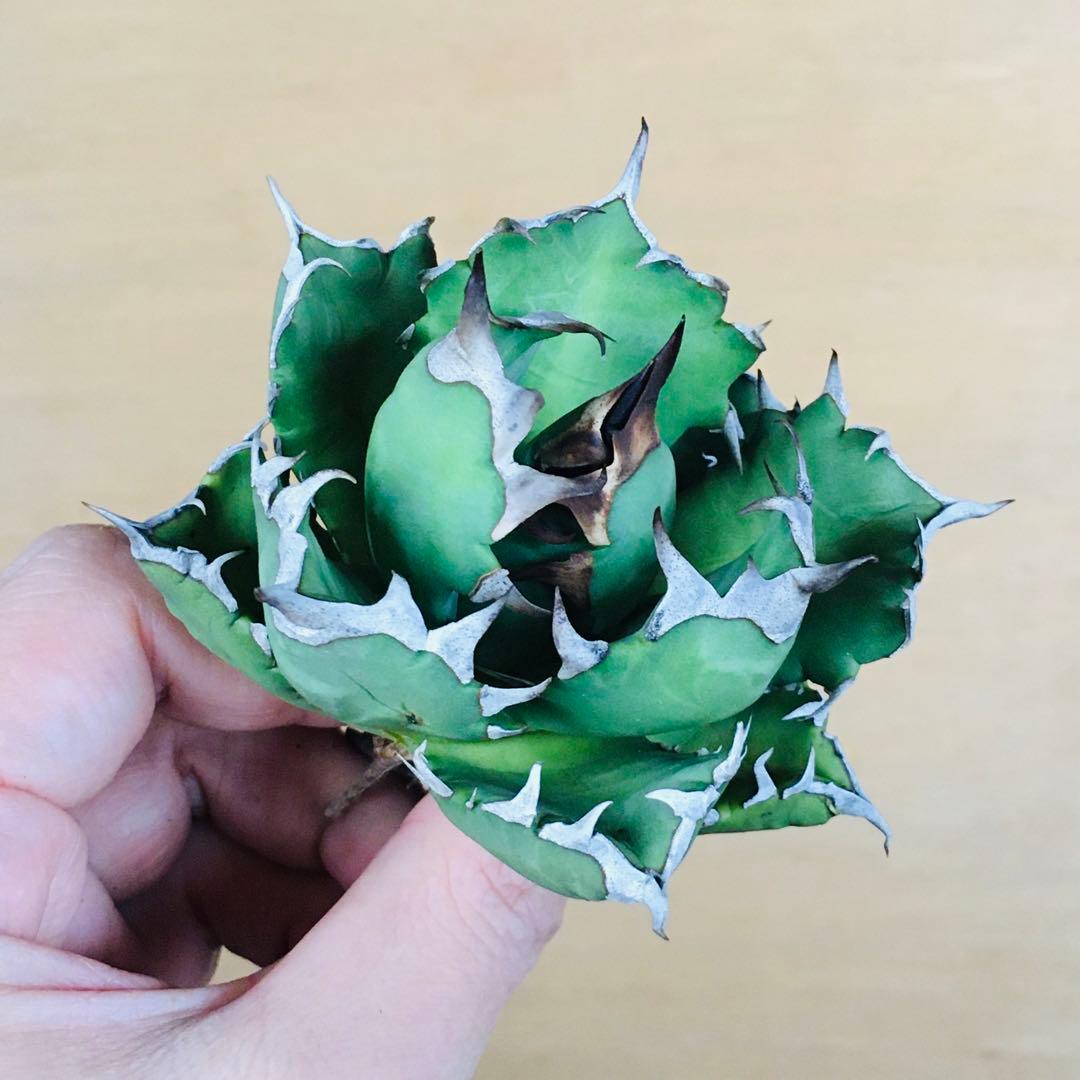 m*☆様 【現地球TC】3 オアハカ オテロイ ドワーフコンパクト TC アガベ