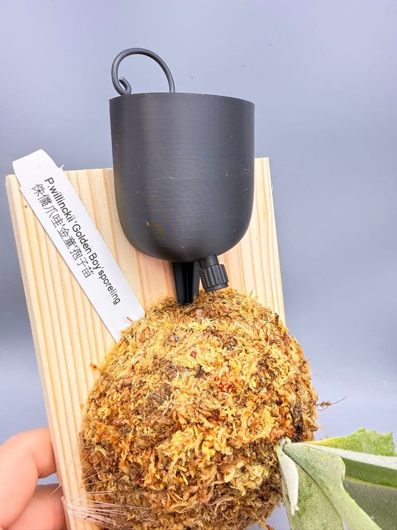 ビカクシダwillinckii Golden Boy spore金童ドワーフ特選