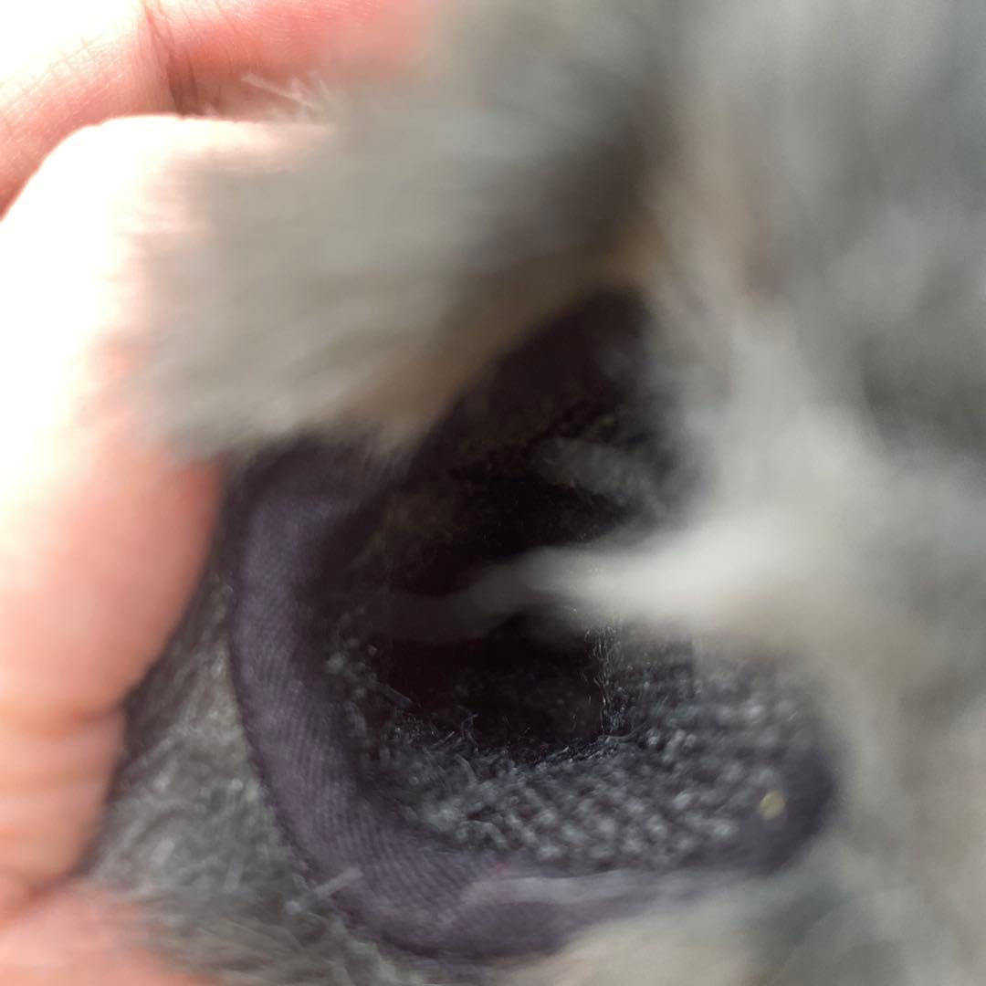 SONY ショットガンマイクロフォン ECM-B1M X-137