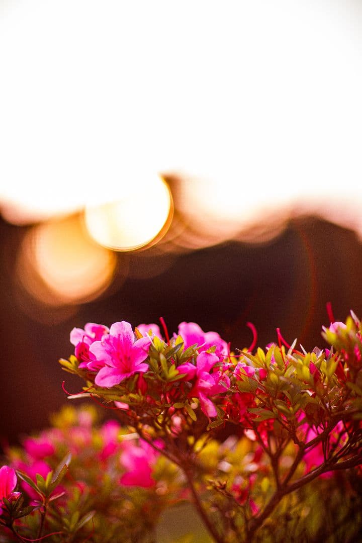 ■極上品■Canon EF 85mm f/1.2L USM レンズ