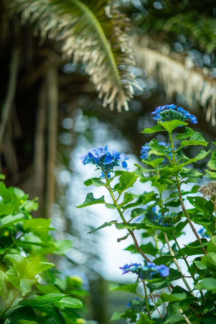 ■極上品■Canon EF 85mm f/1.2L USM レンズ