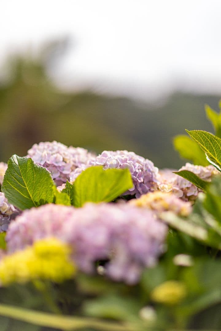 ■極上品■Canon EF 85mm f/1.2L USM レンズ