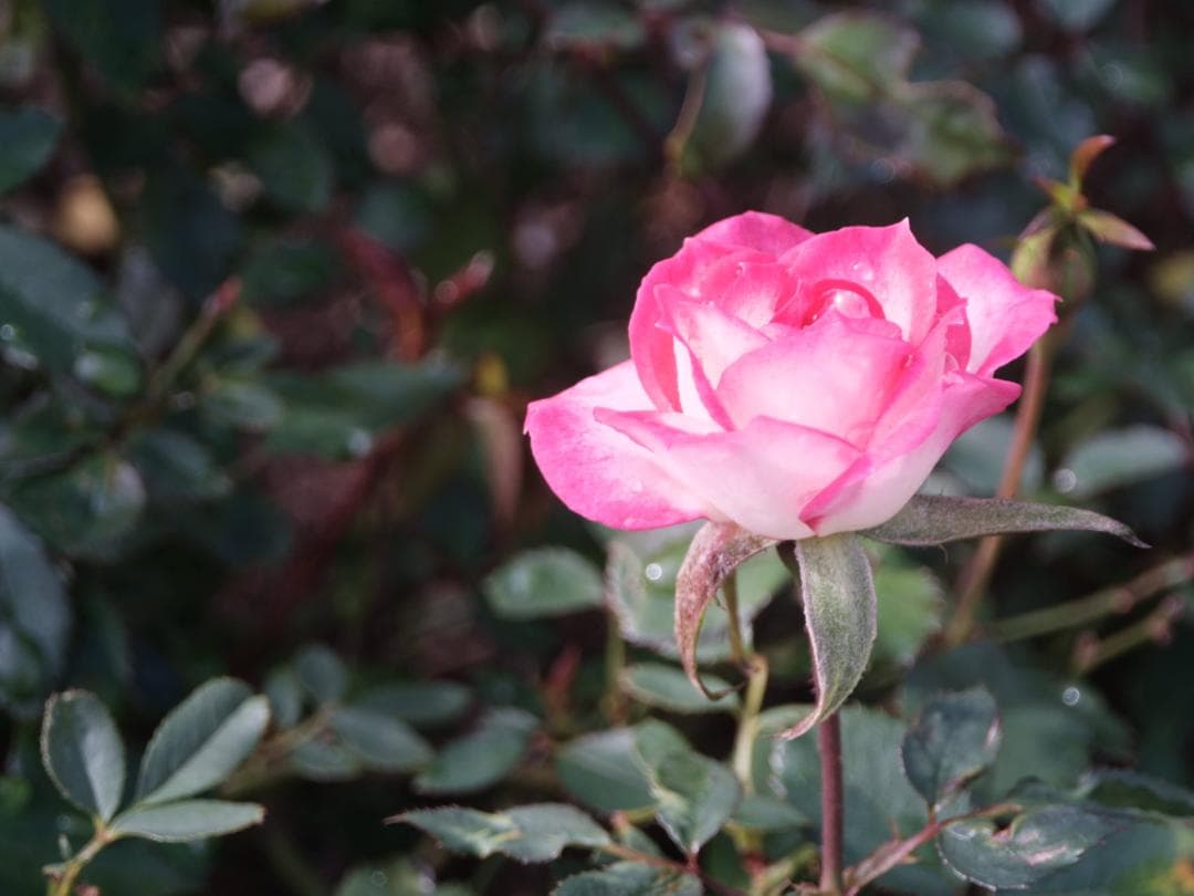 GFX用自作レンズ　60mm　F12.3　(もとはチェキ)