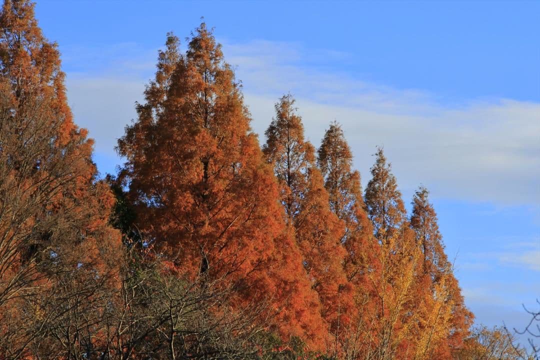 Canon NFD135mm F2.8　マニュアルフォーカスレンズ