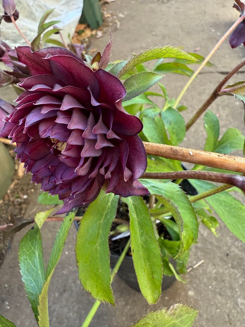 ★ラベル付き★充実株★クレオパトラ　レッドダーク★整形弁★クリスマスローズ開花株