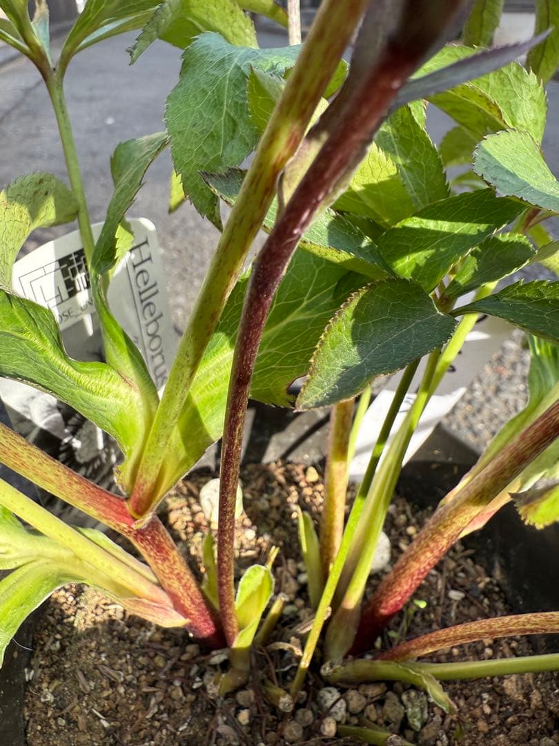 ★ラベル付き★充実株★クレオパトラ　レッドダーク★整形弁★クリスマスローズ開花株