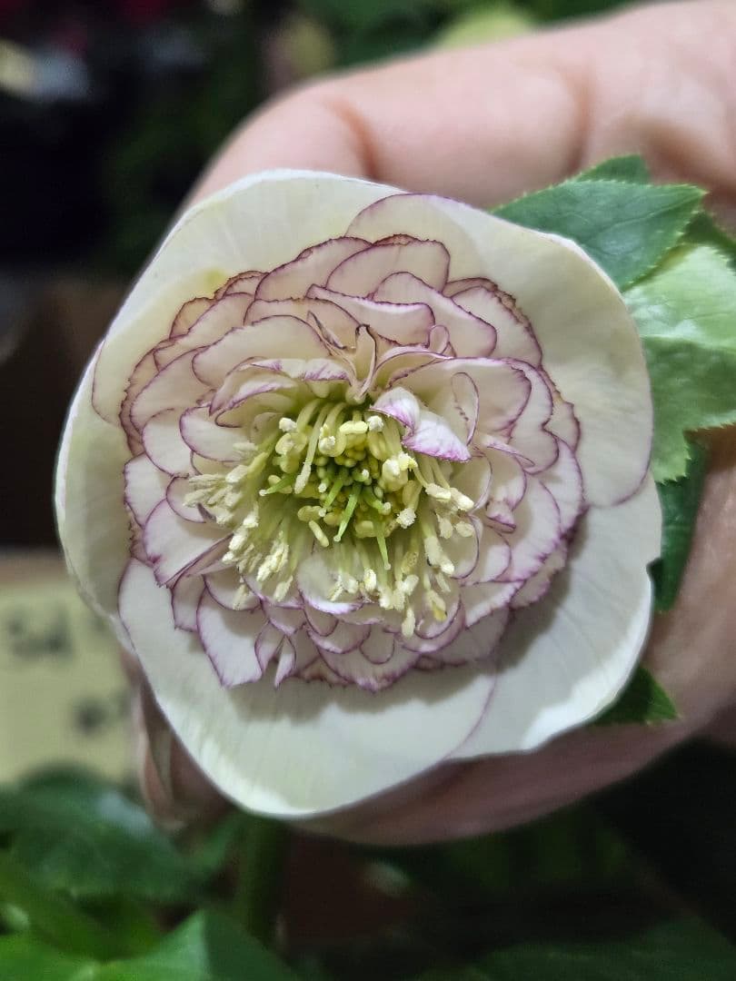 ☆クリスマスローズ☆セミダブル　モーリー系ホワイトピコ☆6号鉢☆