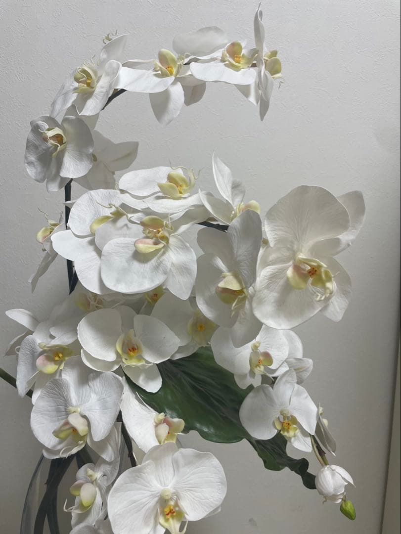 Aエミリオロバ ファレノプシス2L 胡蝶蘭 花 白フラワーアレンジメント