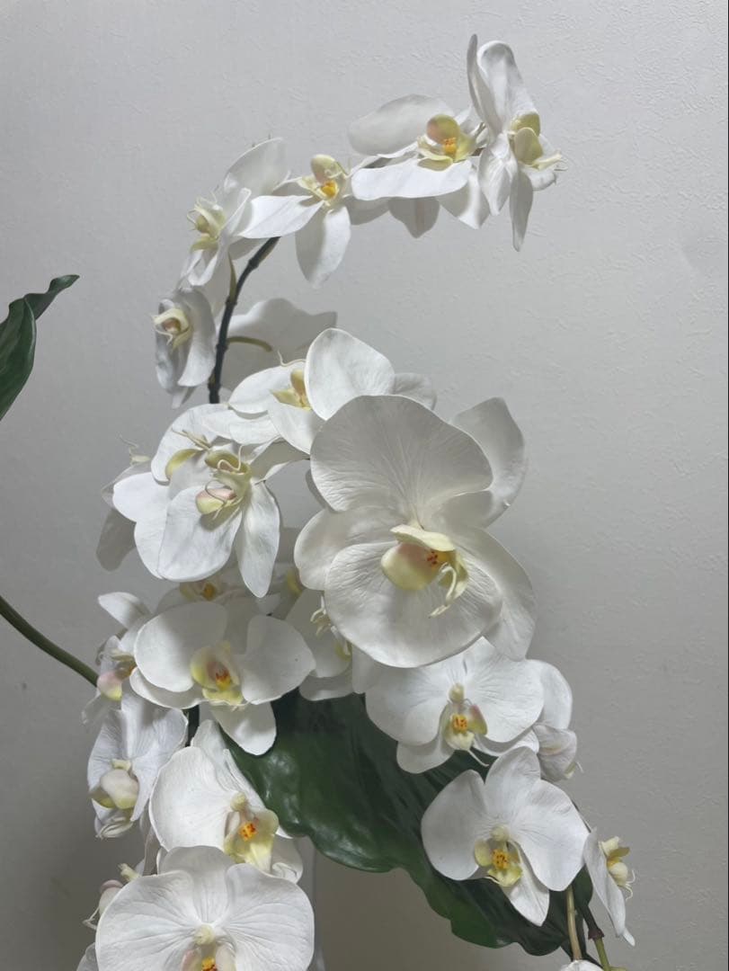 Aエミリオロバ ファレノプシス2L 胡蝶蘭 花 白フラワーアレンジメント