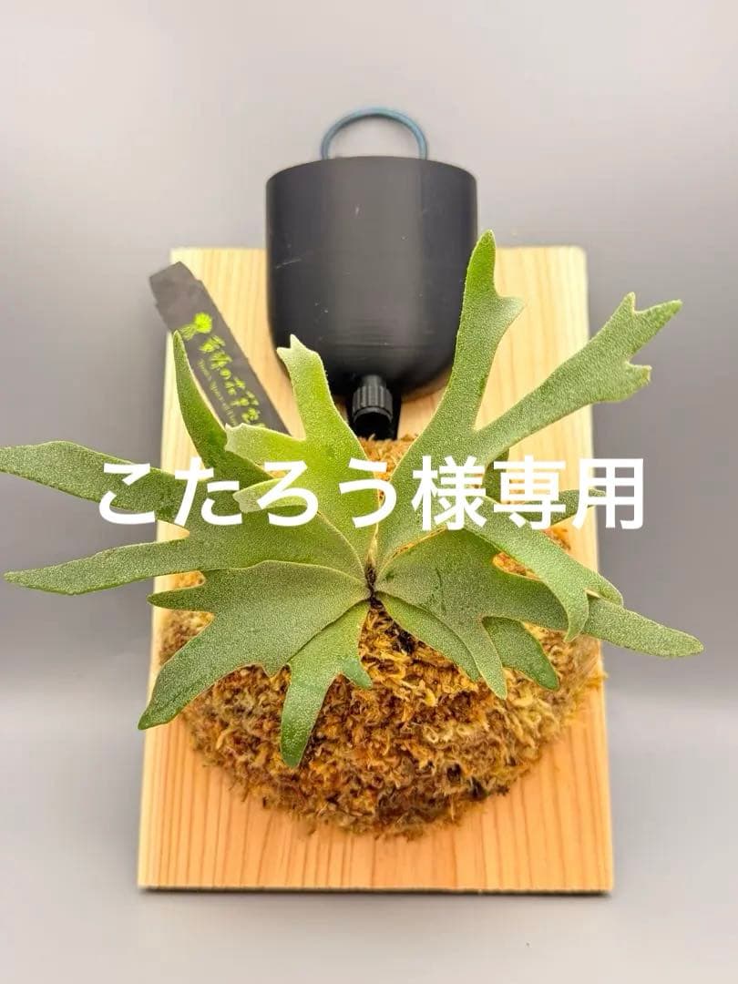 こたろう　ビカクシダ willinckii Golden Boy