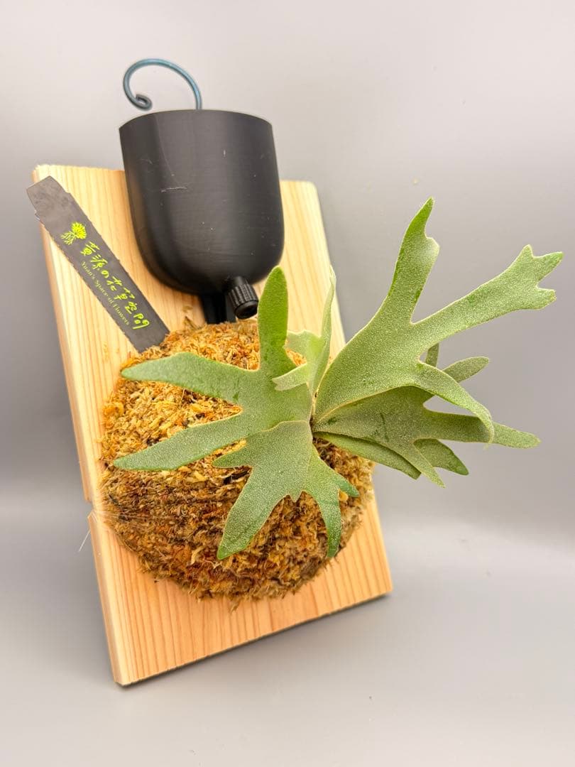 こたろう　ビカクシダ willinckii Golden Boy