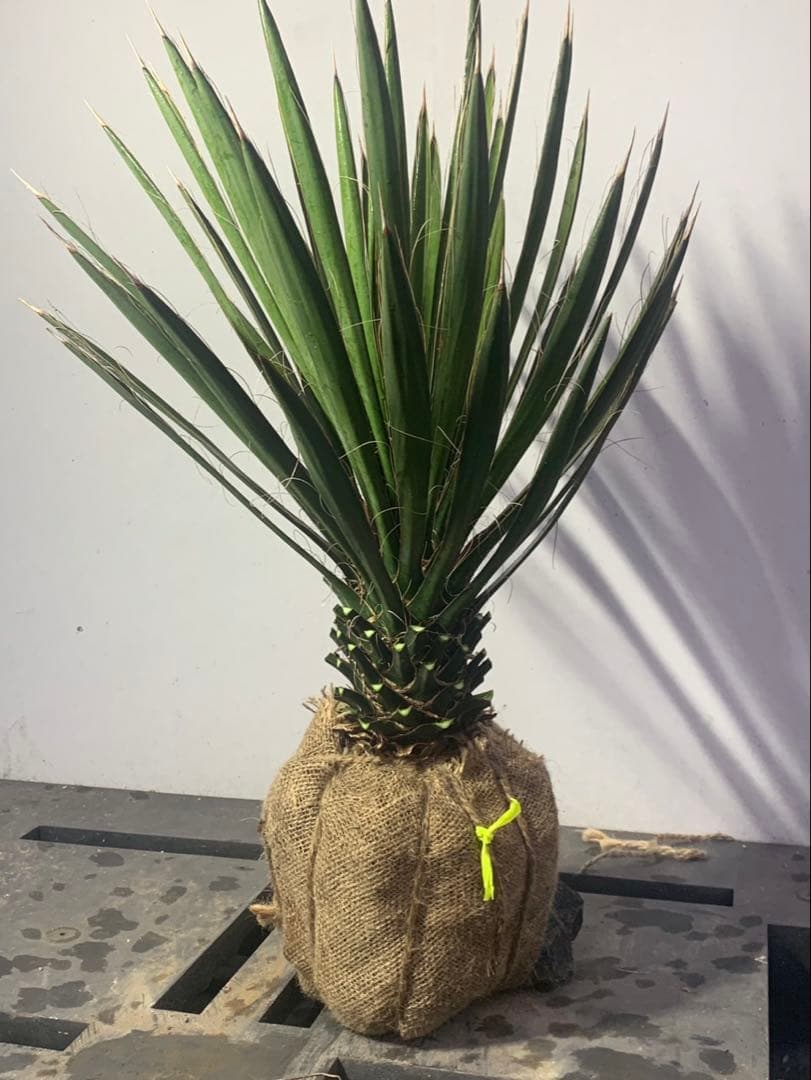 い*こ様 ユッカ　フィリフェラ　黄