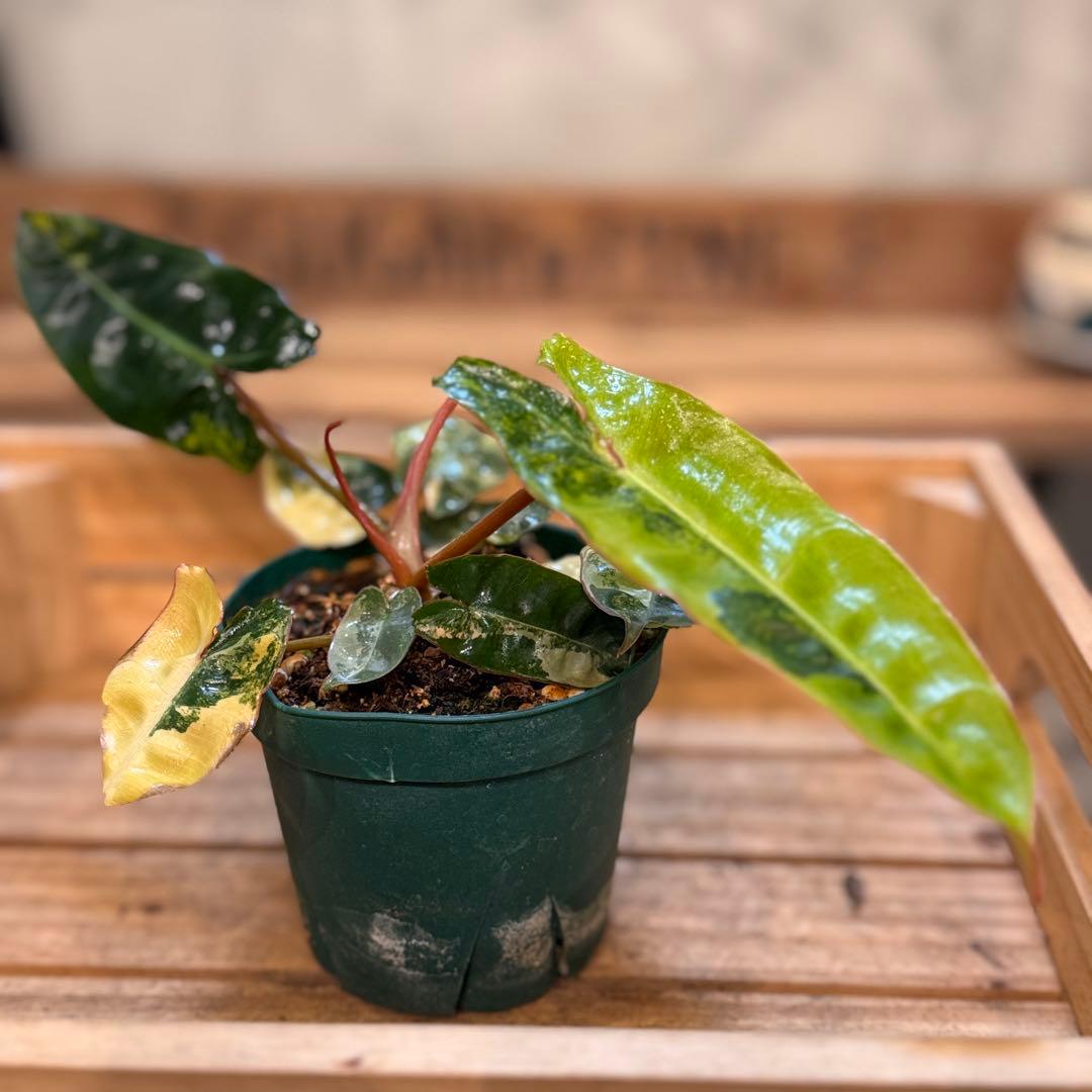 t*☆様 32 フィロデンドロン　ビレッタエ　斑入り　ビレッティア