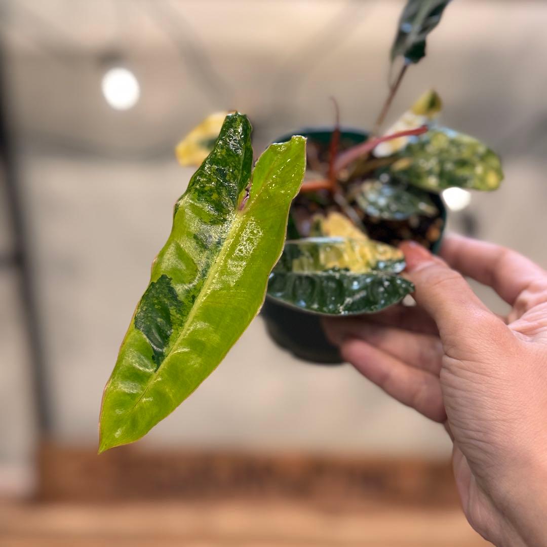 t*☆様 32 フィロデンドロン　ビレッタエ　斑入り　ビレッティア