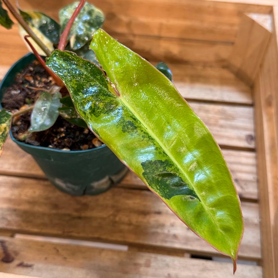 t*☆様 32 フィロデンドロン　ビレッタエ　斑入り　ビレッティア