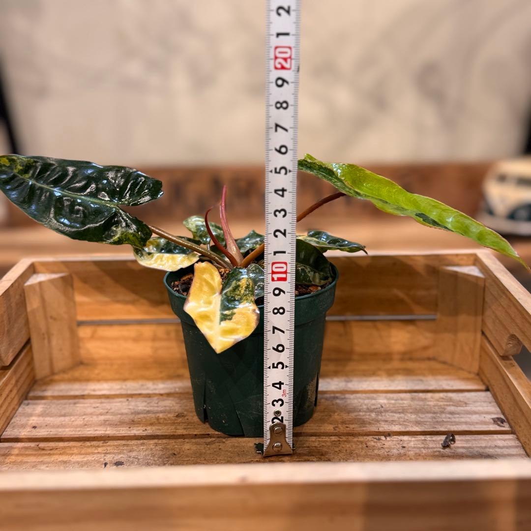 t*☆様 32 フィロデンドロン　ビレッタエ　斑入り　ビレッティア