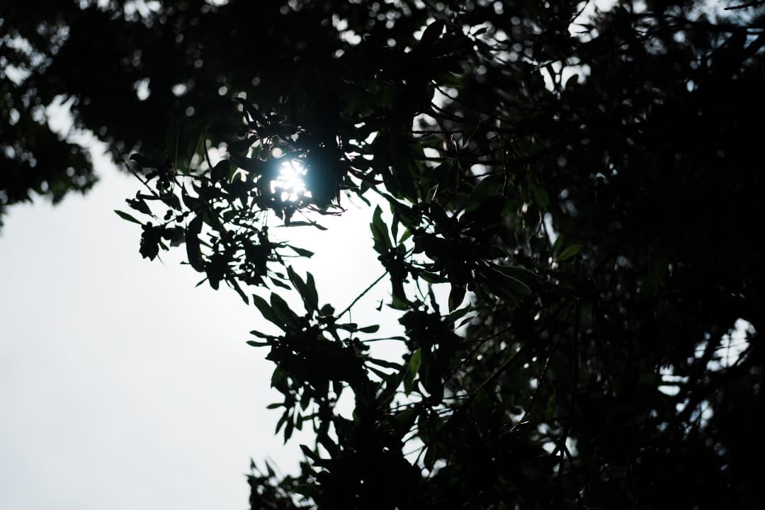 【極美品】SONY SEL40F25G 40mm F2.5G 保護フィルター