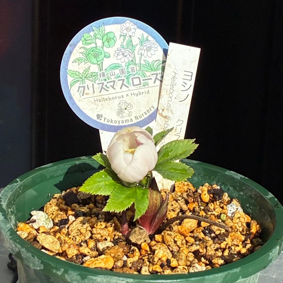 ガ*ル様 3499❤️超希少❤️コロコロ❤️小輪❤️☘️蕾花、タグ付き☘️⭐️ヨ