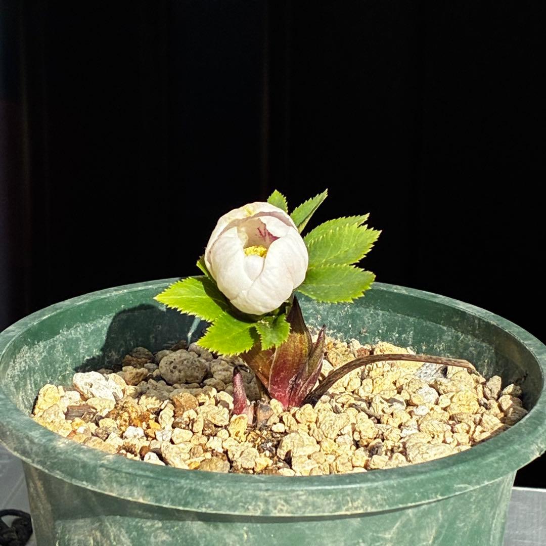 ガ*ル様 3499❤️超希少❤️コロコロ❤️小輪❤️☘️蕾花、タグ付き☘️⭐️ヨ