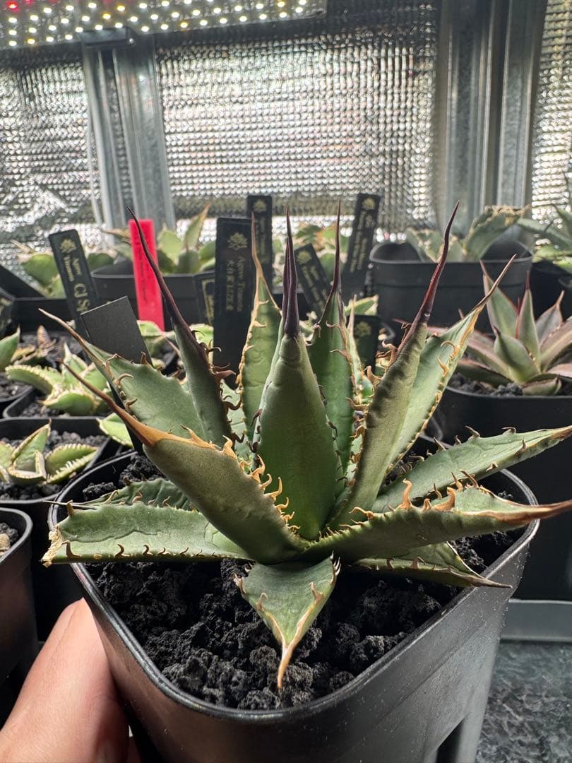 アガベ　ハイブリッド　妖炎×霍利達　検）妖姫　妖帝　妖霍利　エボリスピナ　ホリダ