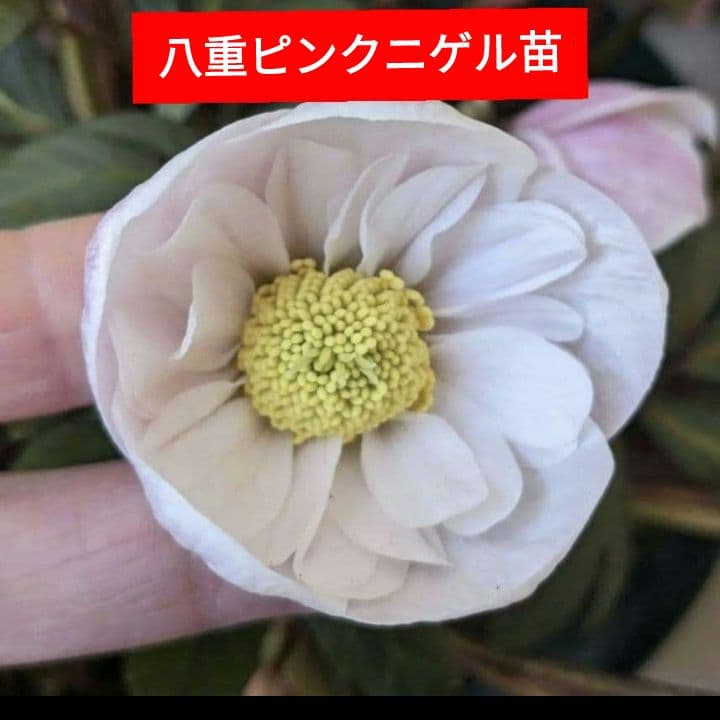 クリスマスローズ　ピンクニゲル　八重　ダブル　苗　鉢　バラ