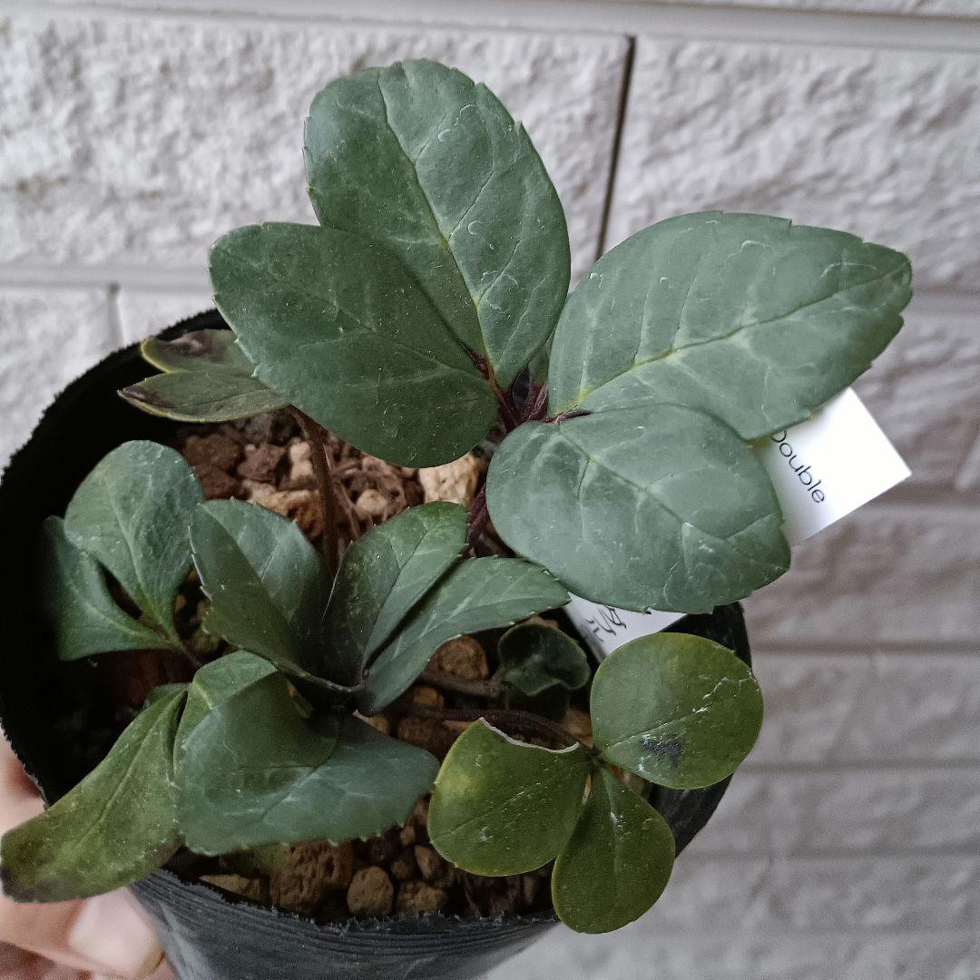 クリスマスローズ　ピンクニゲル　八重　ダブル　苗　鉢　バラ