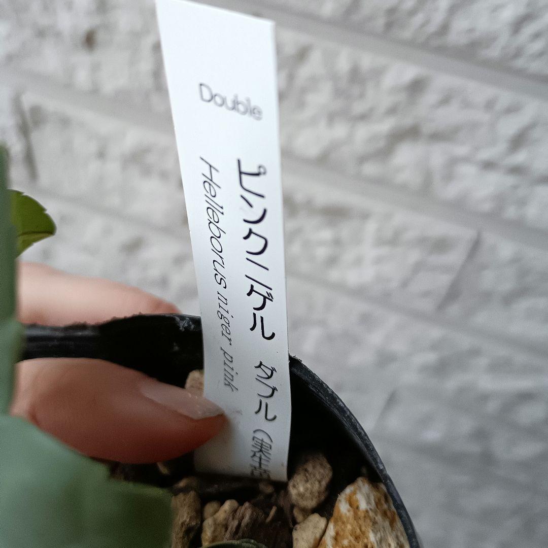 クリスマスローズ　ピンクニゲル　八重　ダブル　苗　鉢　バラ