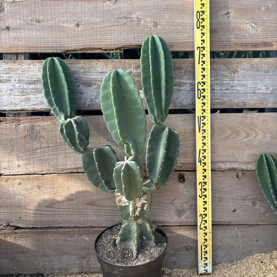 TKO鉢植え 柱サボテン　鬼面角　発根　ドライガーデン　ブランチ　サボテン