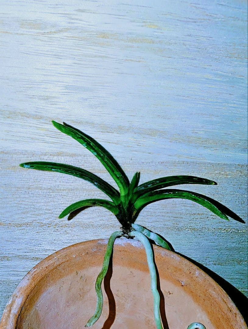 【迎春特別価格品】富貴蘭　漆黒黒牡丹③