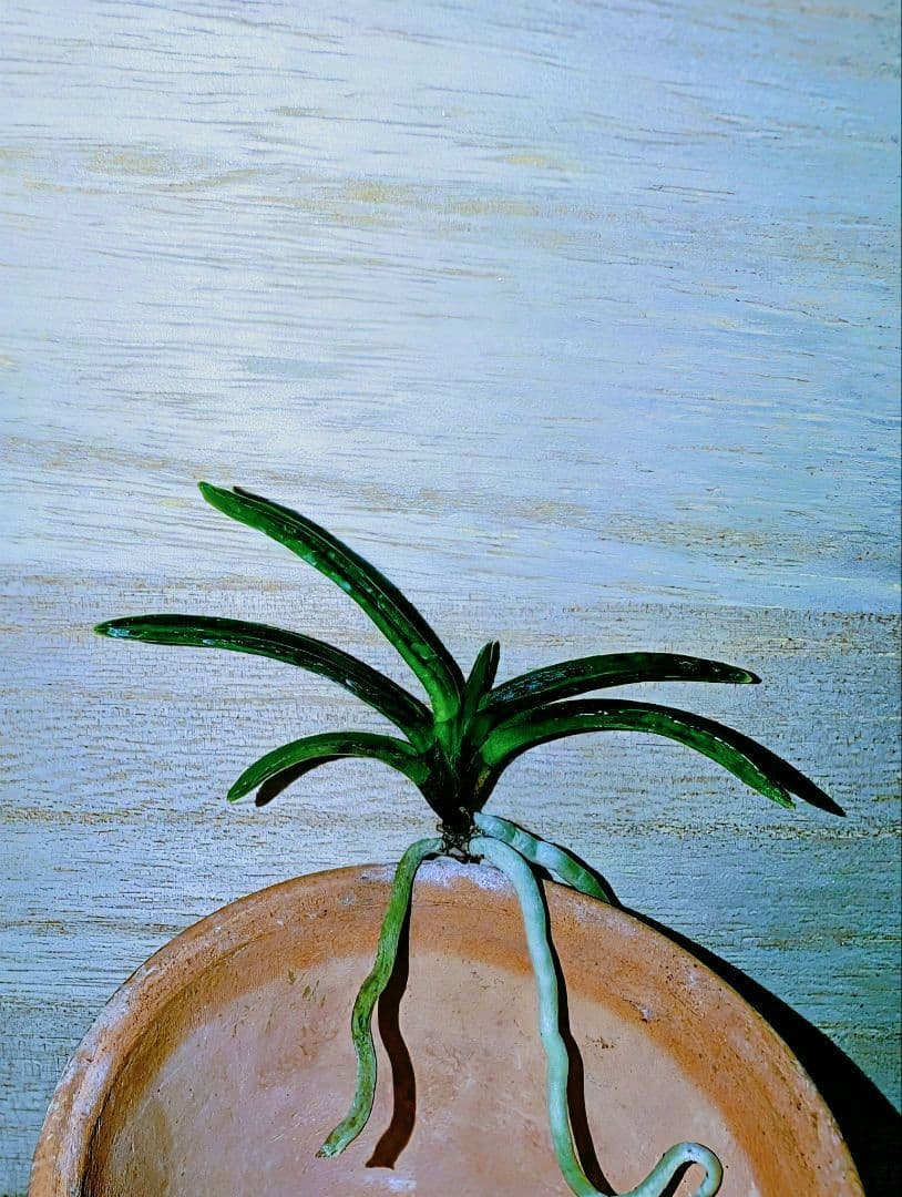 【迎春特別価格品】富貴蘭　漆黒黒牡丹③