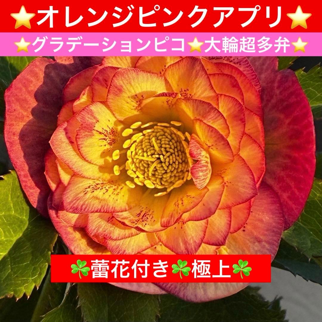 r*o様 3590☘️蕾花付☘️極上☘️オレンジピンクアプリ⭐️グラデーションピ