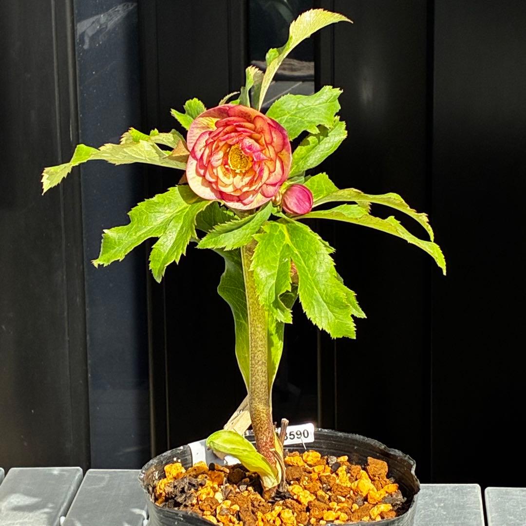 r*o様 3590☘️蕾花付☘️極上☘️オレンジピンクアプリ⭐️グラデーションピ