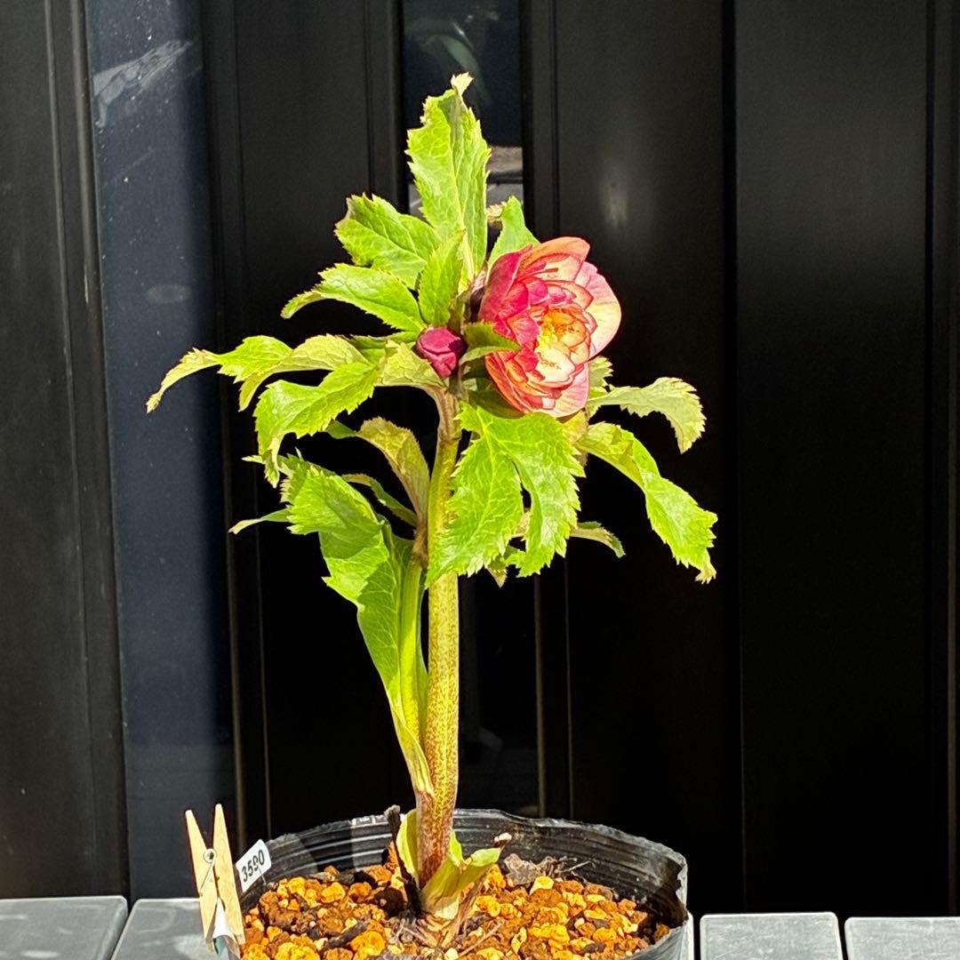 r*o様 3590☘️蕾花付☘️極上☘️オレンジピンクアプリ⭐️グラデーションピ