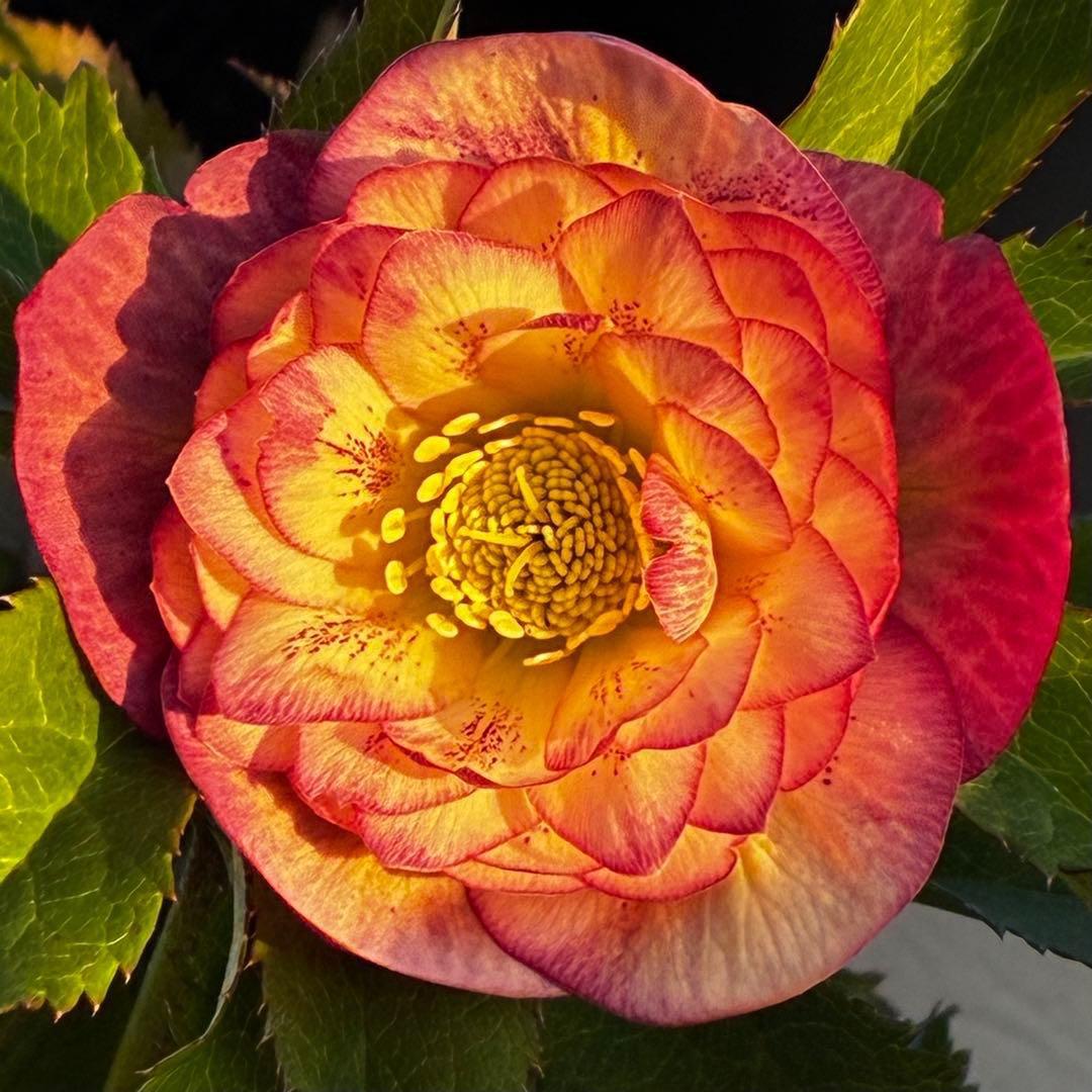 r*o様 3590☘️蕾花付☘️極上☘️オレンジピンクアプリ⭐️グラデーションピ