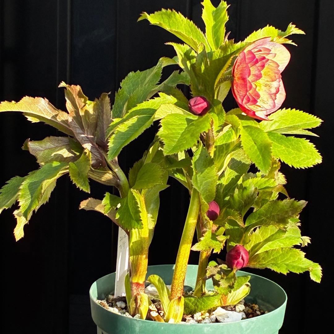 r*o様 3590☘️蕾花付☘️極上☘️オレンジピンクアプリ⭐️グラデーションピ