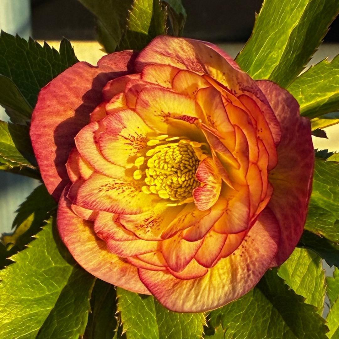 r*o様 3590☘️蕾花付☘️極上☘️オレンジピンクアプリ⭐️グラデーションピ