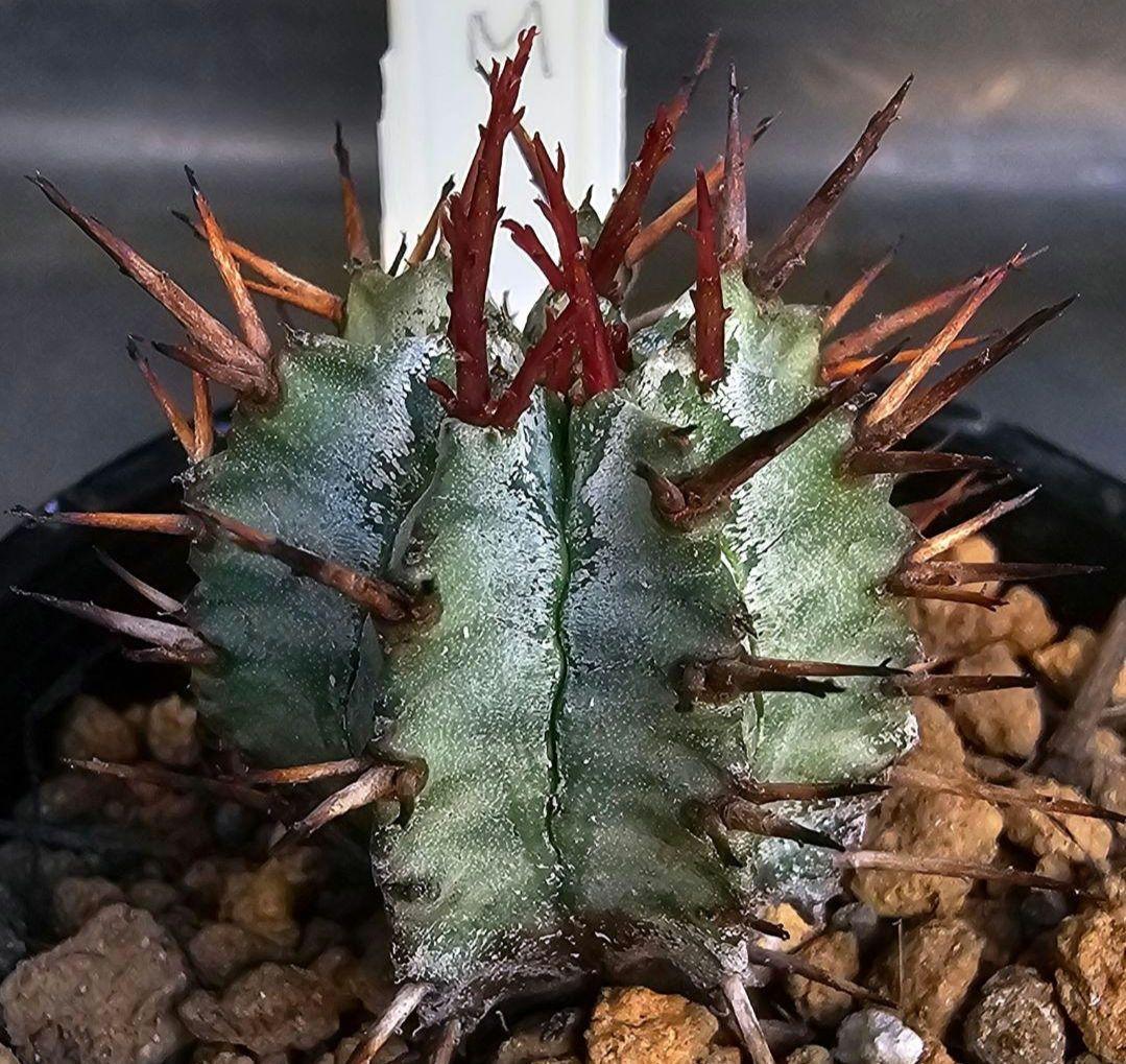 速達発送☆ゼファー様 リクエスト 2点 まとめ商品